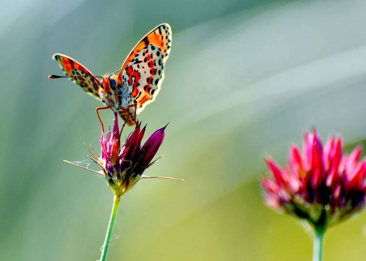 Sarıkamış’ta sonbahar kelebeklerle renklendi 2