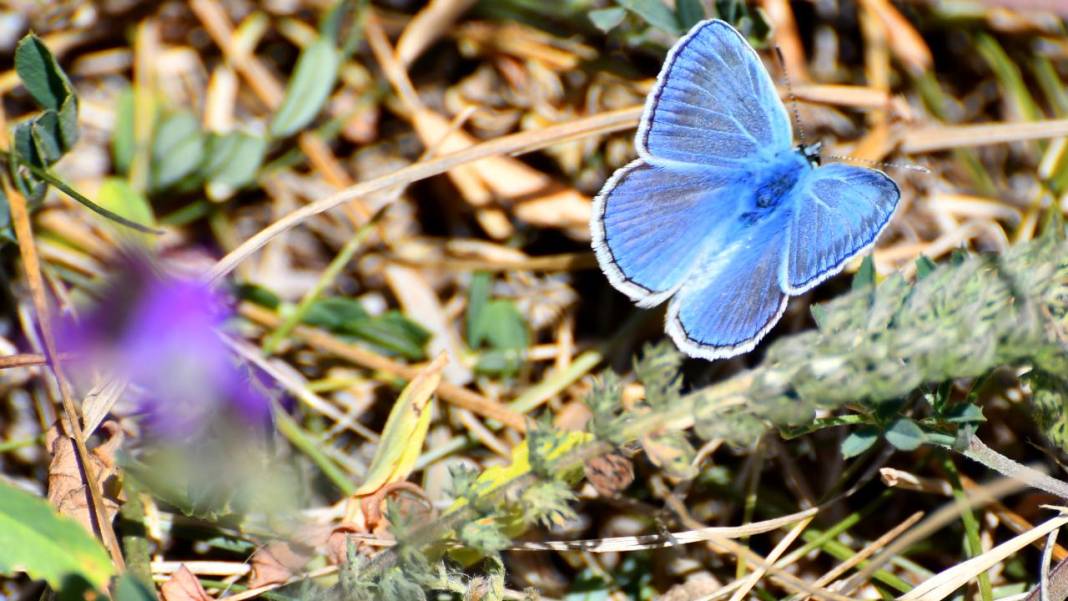 Sarıkamış’ta sonbahar kelebeklerle renklendi 3
