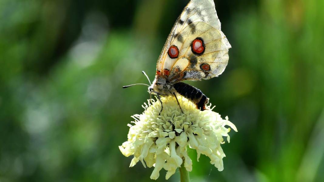 Sarıkamış’ta sonbahar kelebeklerle renklendi 4