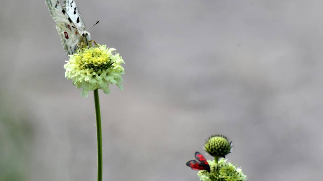 Sarıkamış’ta sonbahar kelebeklerle renklendi 5