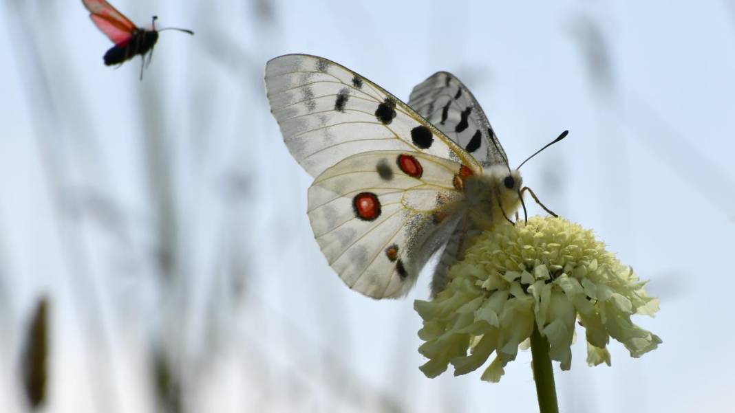 Sarıkamış’ta sonbahar kelebeklerle renklendi 6