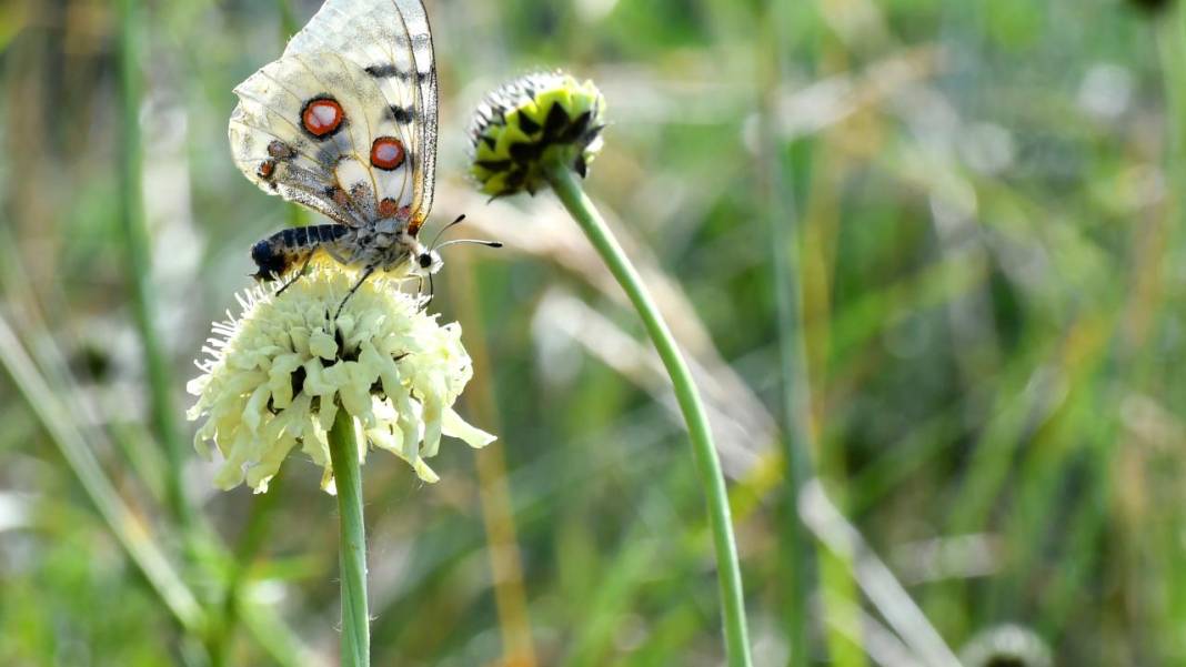 Sarıkamış’ta sonbahar kelebeklerle renklendi 7
