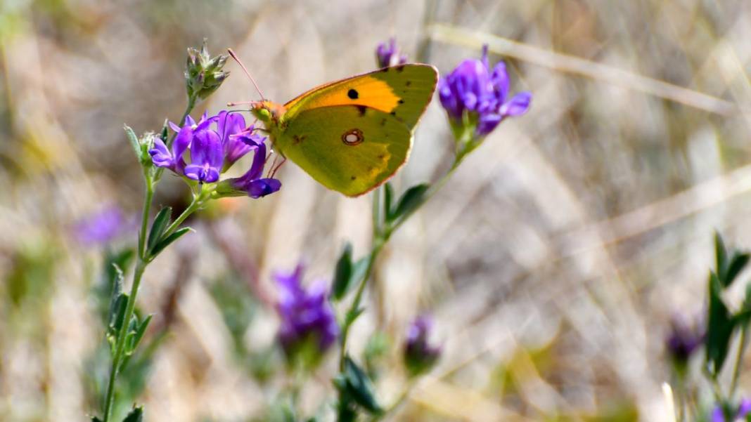 Sarıkamış’ta sonbahar kelebeklerle renklendi 8