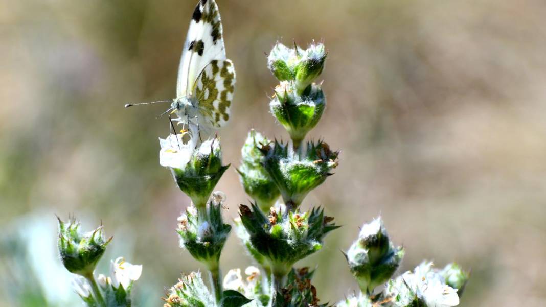 Sarıkamış’ta sonbahar kelebeklerle renklendi 9