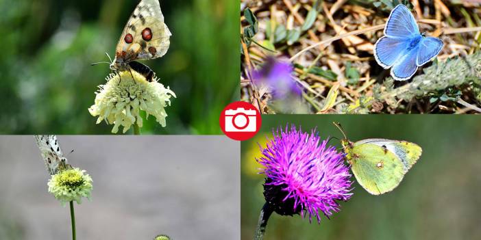 Sarıkamış’ta sonbahar kelebeklerle renklendi