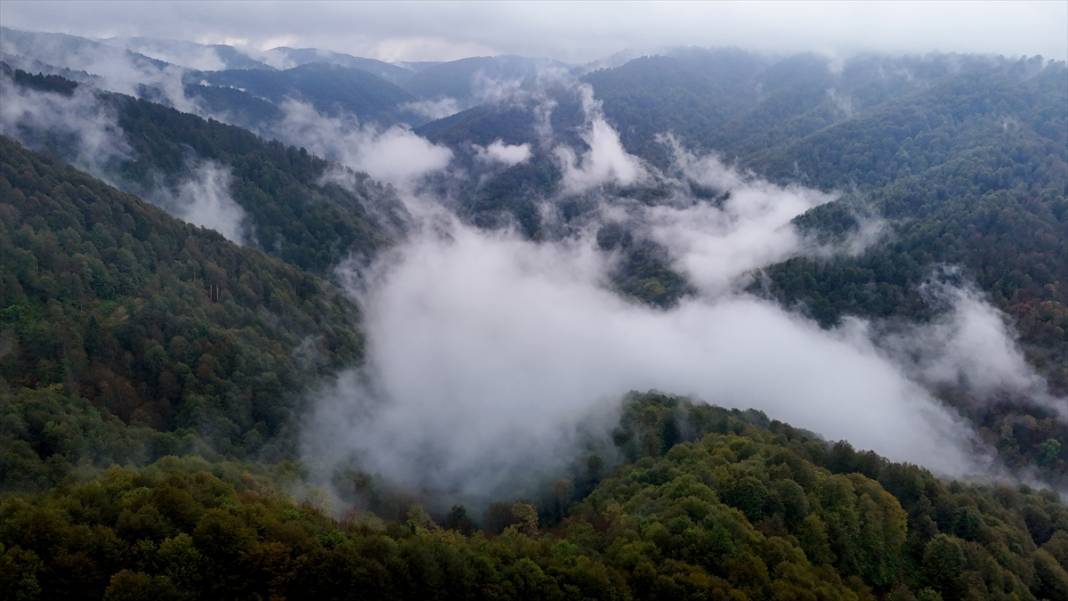 Çam Dağı'nda sonbaharın renkleri sisle buluştu 1
