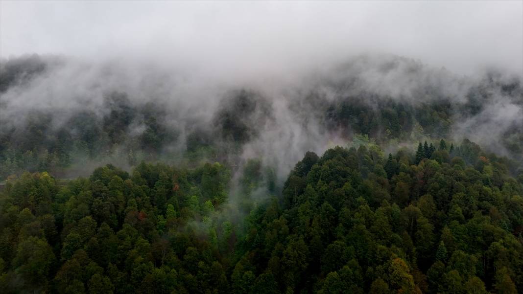 Çam Dağı'nda sonbaharın renkleri sisle buluştu 9