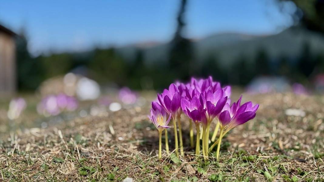 Batı Karadeniz yaylalarında sonbahar çiçekleri görülmeye başladı 1