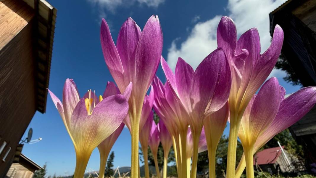 Batı Karadeniz yaylalarında sonbahar çiçekleri görülmeye başladı 2
