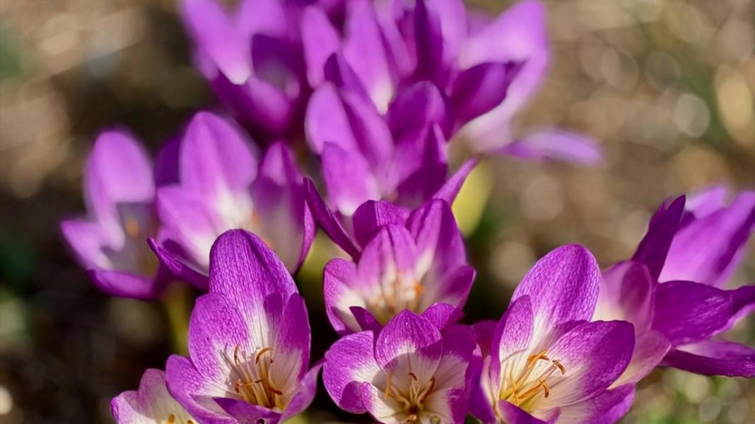 Batı Karadeniz yaylalarında sonbahar çiçekleri görülmeye başladı 3