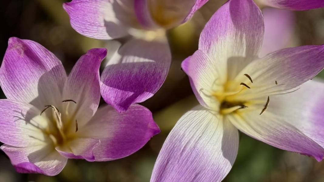 Batı Karadeniz yaylalarında sonbahar çiçekleri görülmeye başladı 4