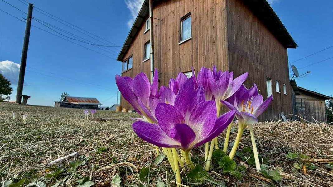 Batı Karadeniz yaylalarında sonbahar çiçekleri görülmeye başladı 5