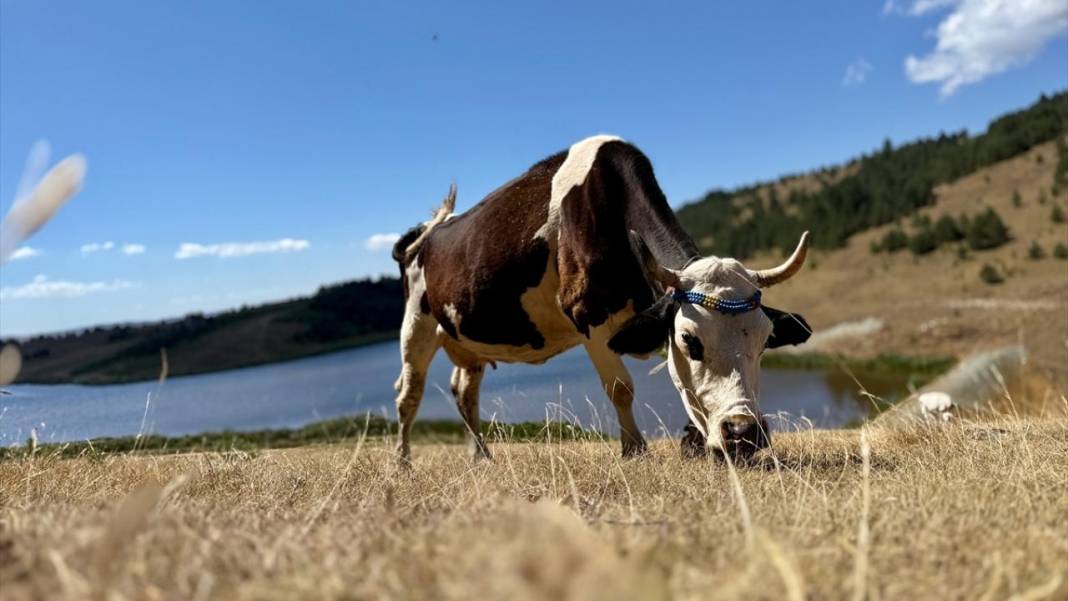 Batı Karadeniz yaylalarında sonbahar çiçekleri görülmeye başladı 6