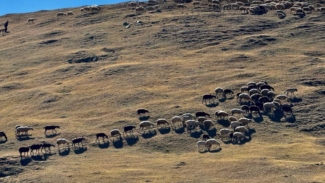 Batı Karadeniz yaylalarında sonbahar çiçekleri görülmeye başladı 7