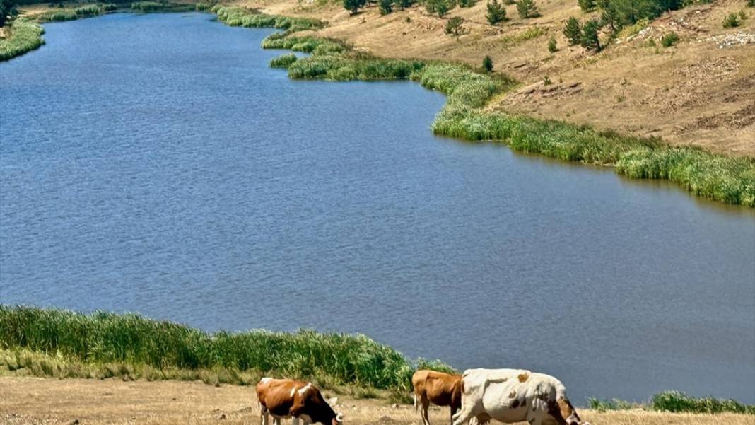 Batı Karadeniz yaylalarında sonbahar çiçekleri görülmeye başladı 8