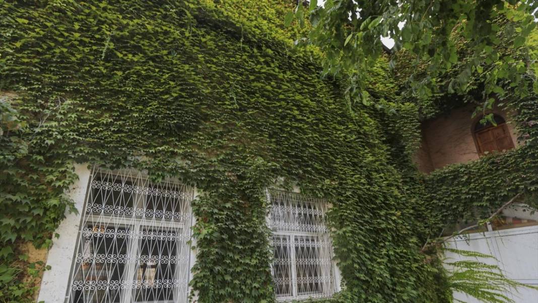 Sarmaşıkların içinde kaybolan cami 6