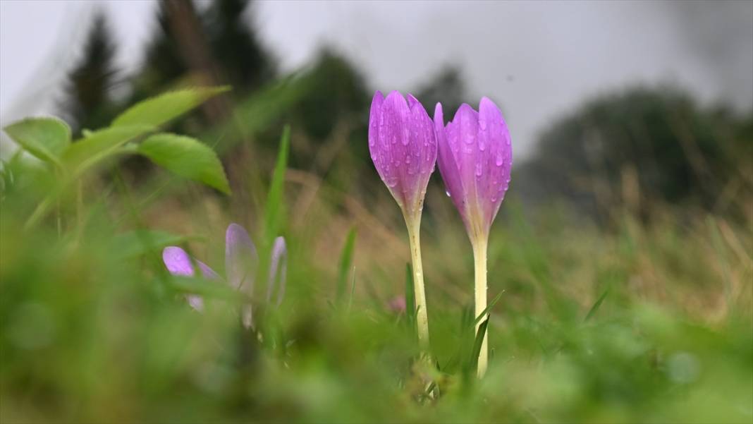 Trabzon yaylalarından güzel görüntüler 12