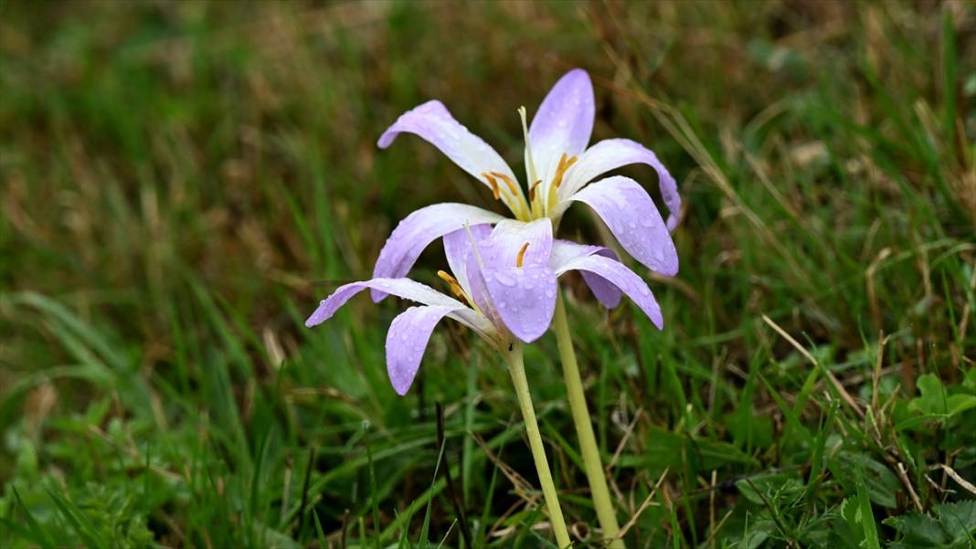 Trabzon yaylalarından güzel görüntüler 13