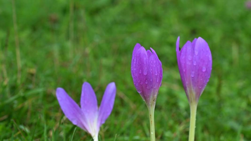 Trabzon yaylalarından güzel görüntüler 14