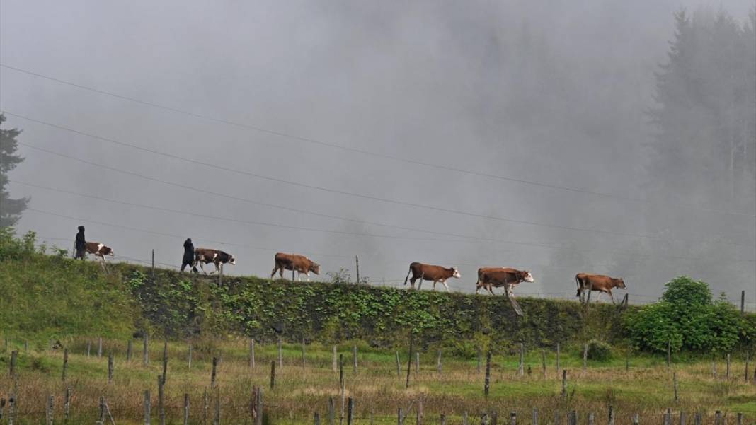 Trabzon yaylalarından güzel görüntüler 8