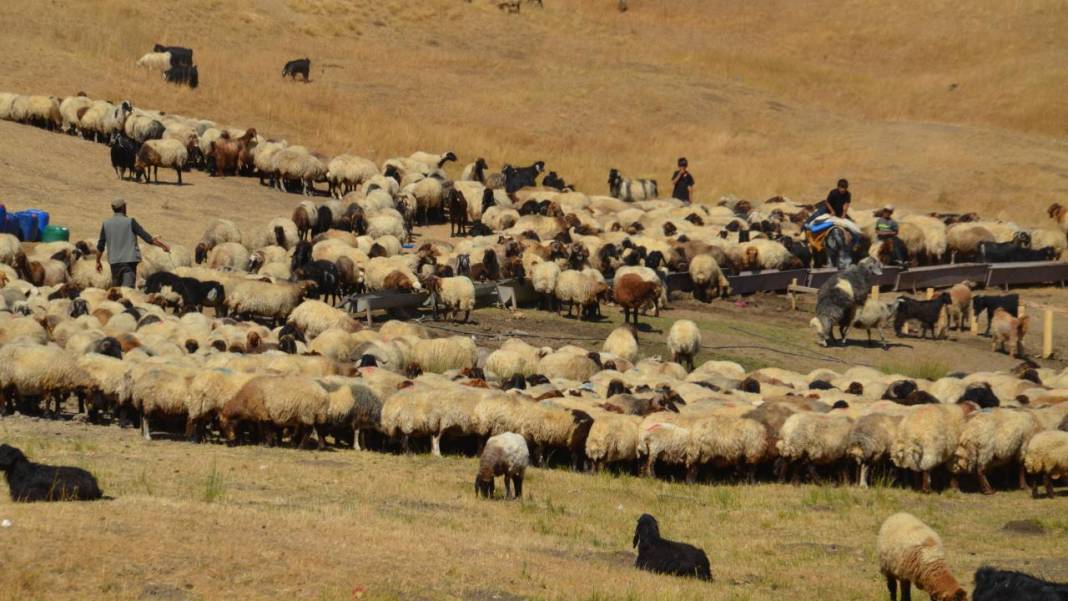 Havanın soğumasıyla yaylacıların dönüş yolculuğu başladı 1