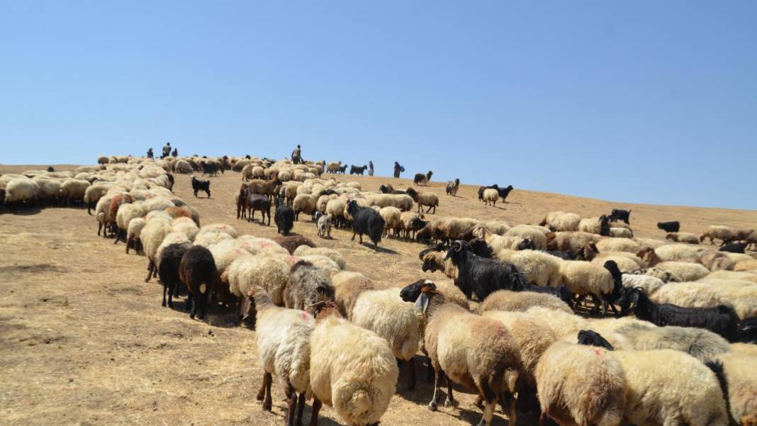 Havanın soğumasıyla yaylacıların dönüş yolculuğu başladı 11