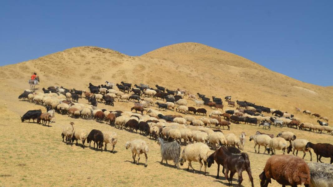 Havanın soğumasıyla yaylacıların dönüş yolculuğu başladı 3