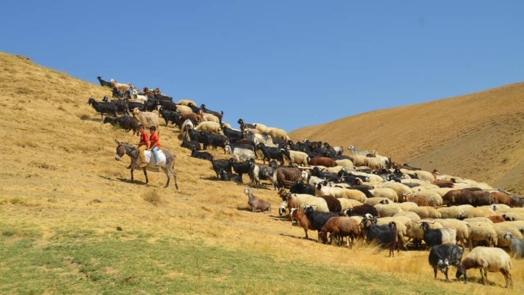 Havanın soğumasıyla yaylacıların dönüş yolculuğu başladı 5