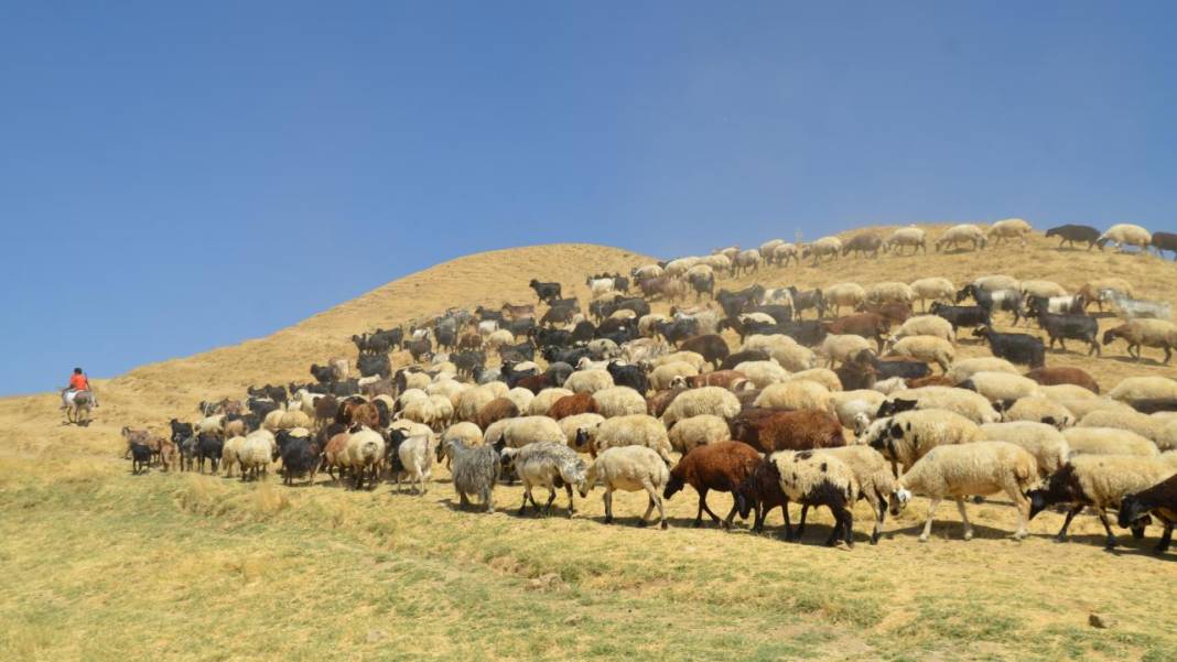 Havanın soğumasıyla yaylacıların dönüş yolculuğu başladı 6