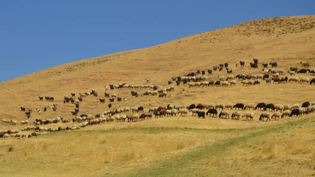 Havanın soğumasıyla yaylacıların dönüş yolculuğu başladı 7