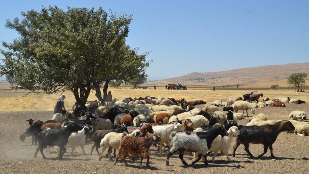 Havanın soğumasıyla yaylacıların dönüş yolculuğu başladı 8
