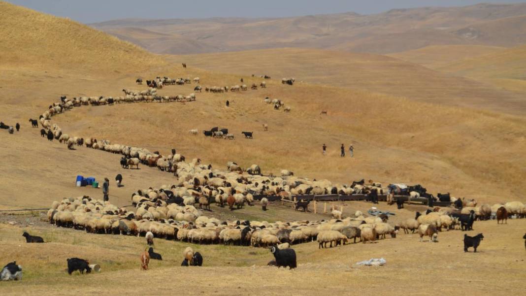 Havanın soğumasıyla yaylacıların dönüş yolculuğu başladı 9