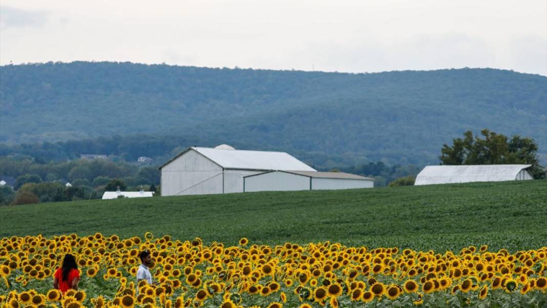 Türkiye'deki ayçiçeklerini kim yarattıysa Maryland’dekileri de O yarattı 1