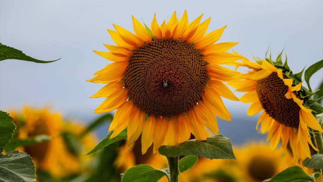 Türkiye'deki ayçiçeklerini kim yarattıysa Maryland’dekileri de O yarattı 10