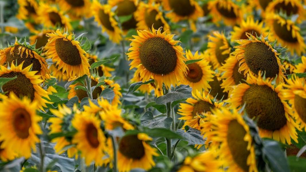 Türkiye'deki ayçiçeklerini kim yarattıysa Maryland’dekileri de O yarattı 11