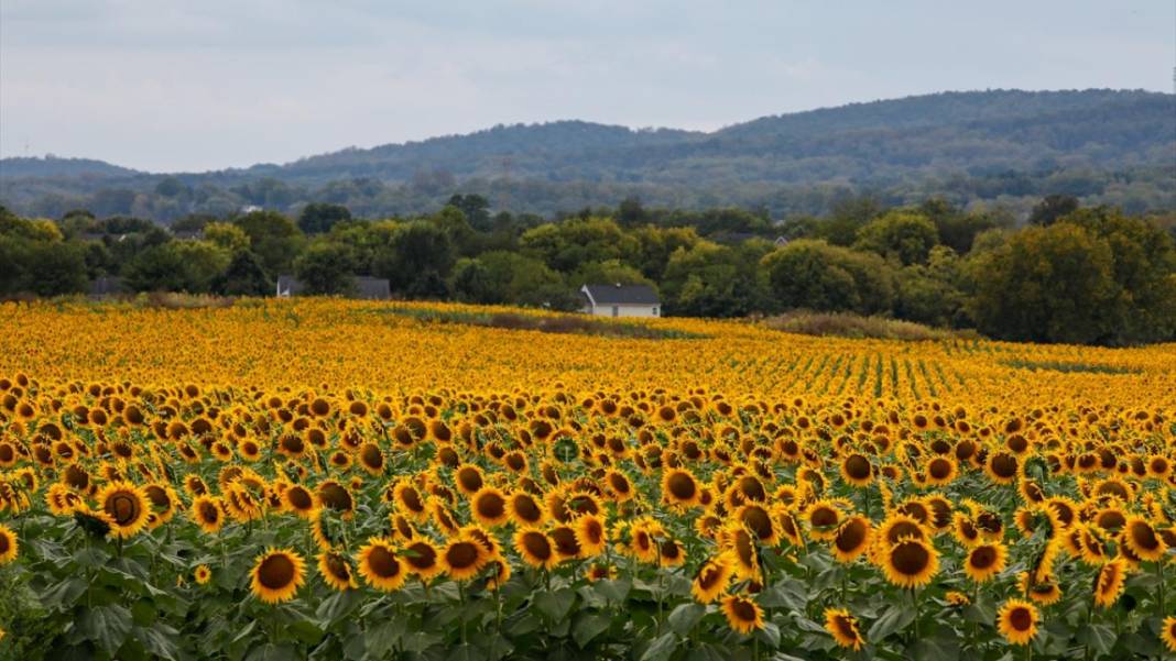 Türkiye'deki ayçiçeklerini kim yarattıysa Maryland’dekileri de O yarattı 12