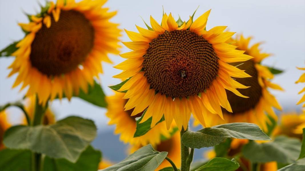 Türkiye'deki ayçiçeklerini kim yarattıysa Maryland’dekileri de O yarattı 13