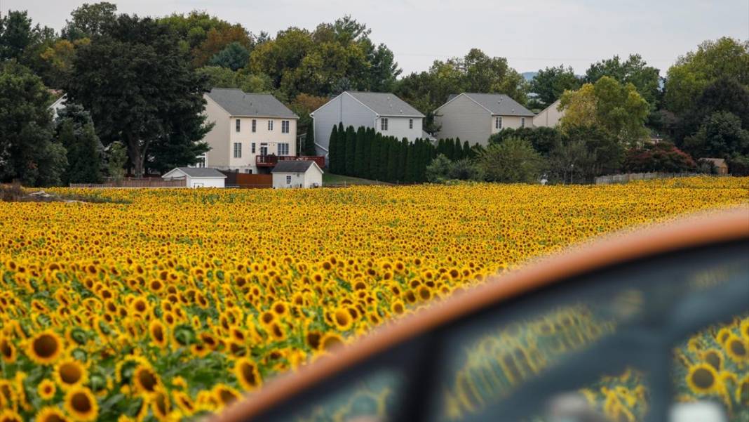 Türkiye'deki ayçiçeklerini kim yarattıysa Maryland’dekileri de O yarattı 14