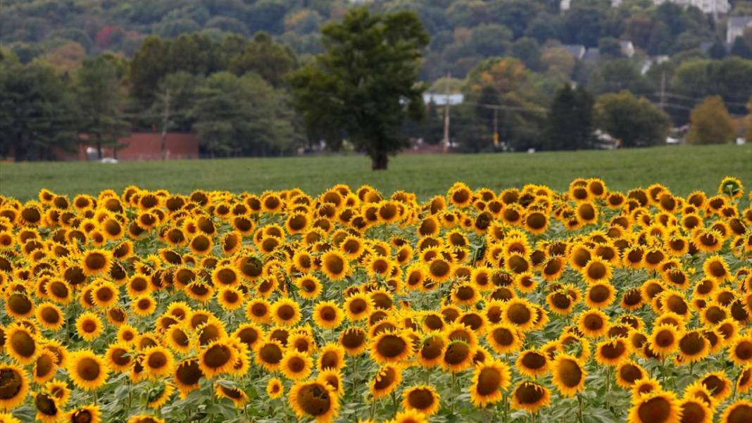 Türkiye'deki ayçiçeklerini kim yarattıysa Maryland’dekileri de O yarattı 2