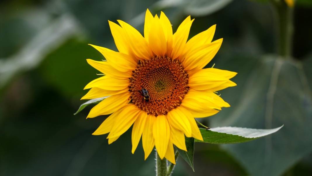 Türkiye'deki ayçiçeklerini kim yarattıysa Maryland’dekileri de O yarattı 3