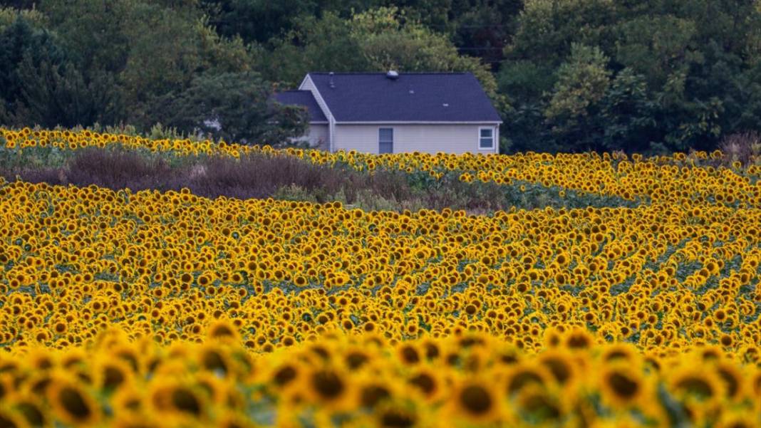 Türkiye'deki ayçiçeklerini kim yarattıysa Maryland’dekileri de O yarattı 4