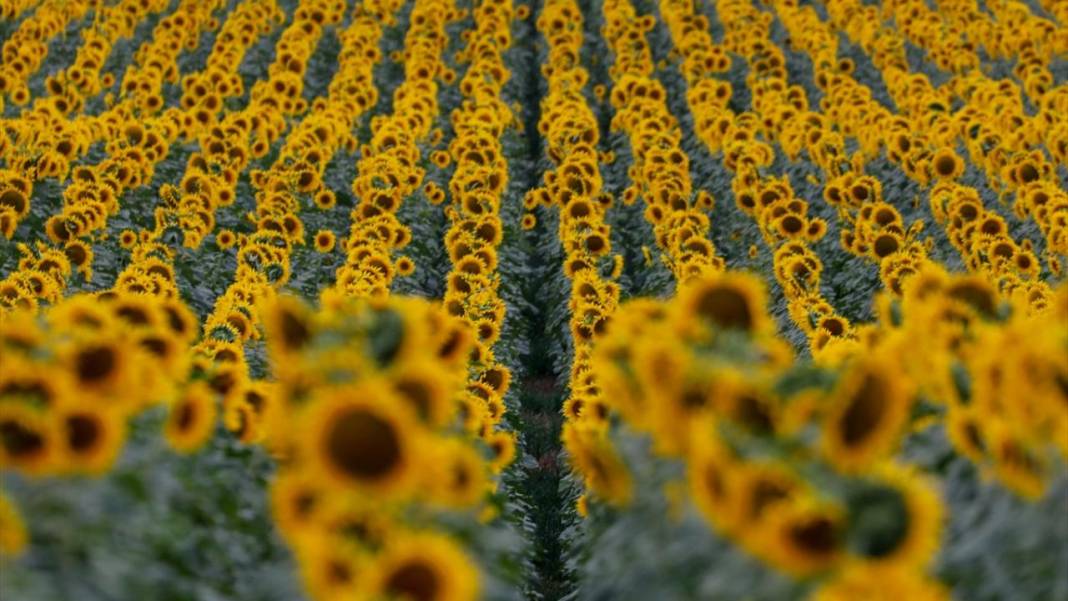 Türkiye'deki ayçiçeklerini kim yarattıysa Maryland’dekileri de O yarattı 5