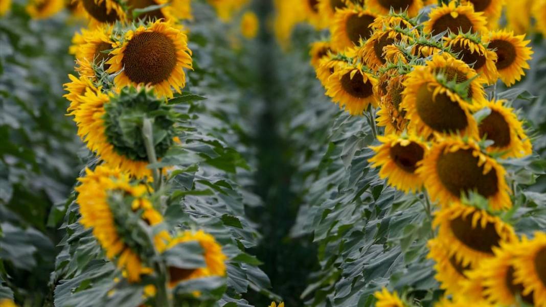 Türkiye'deki ayçiçeklerini kim yarattıysa Maryland’dekileri de O yarattı 6