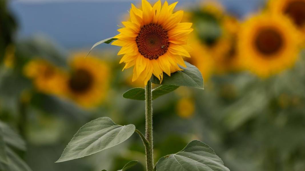 Türkiye'deki ayçiçeklerini kim yarattıysa Maryland’dekileri de O yarattı 7
