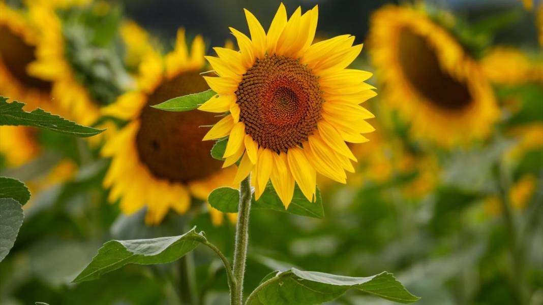 Türkiye'deki ayçiçeklerini kim yarattıysa Maryland’dekileri de O yarattı 8