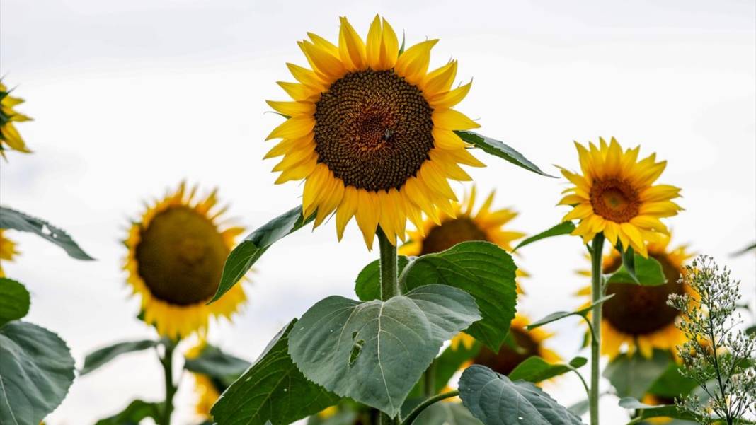 Türkiye'deki ayçiçeklerini kim yarattıysa Maryland’dekileri de O yarattı 9