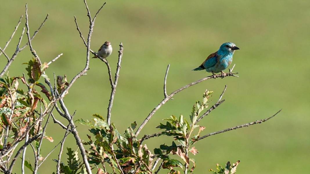 Türkiye'nin kuzeydeki en sivri ucu Sinop 13