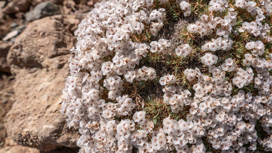 Kıraç toprakların güzellikleri: Geven otları 1