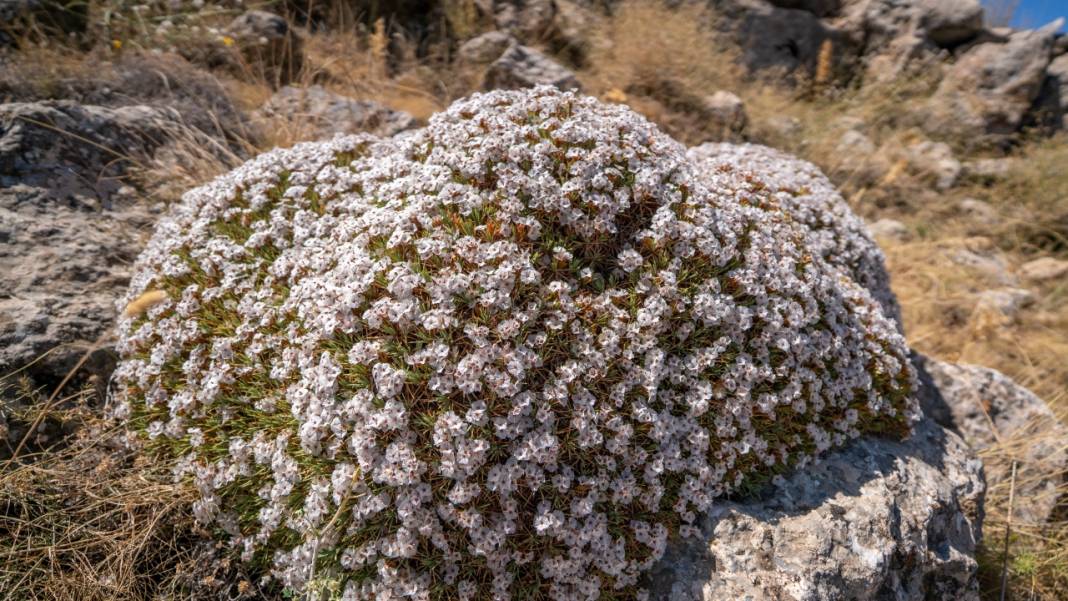 Kıraç toprakların güzellikleri: Geven otları 10