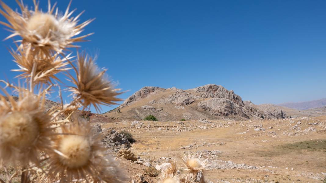 Kıraç toprakların güzellikleri: Geven otları 11